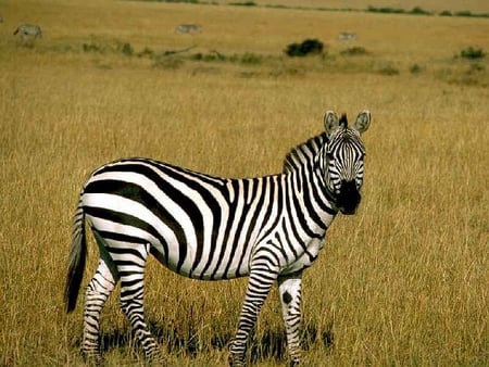 Wild Zebra - zebra, picture, wild, beautiful