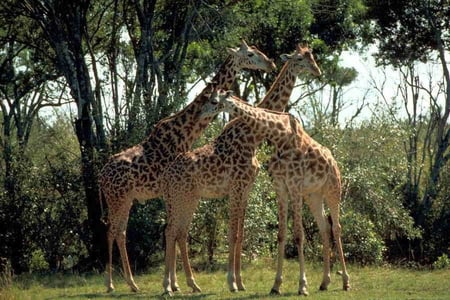 Giraffes - beautiful, giraffes, cool, picture