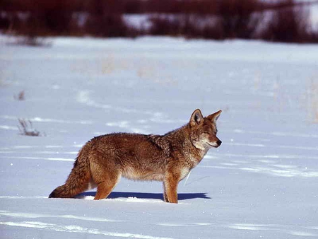 Coyote in Winter - beautiful, winter, coyote, picture