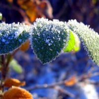 Frozen leaves