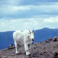 Mountain-Goat