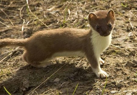 Weasel - picture, weasel, cool, beautiful