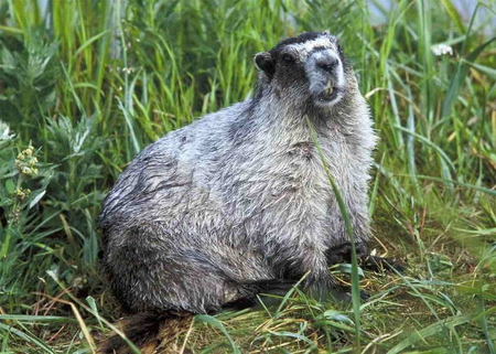 Marmot - beautiful, cool, picture, marmot