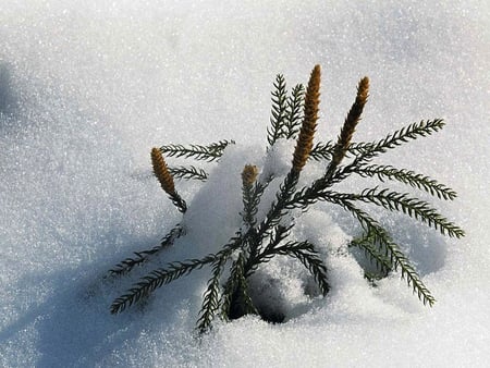 withstand winter - winter, nature, wallpapers, snow