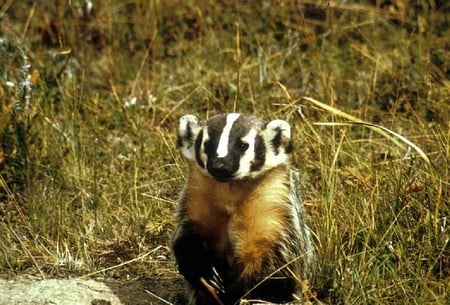 Badger - picture, badger, cool, beautiful