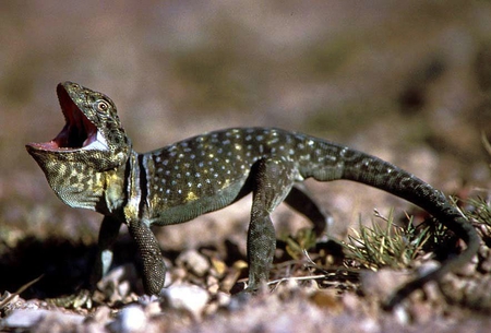 Singer Lizard - picture, singer, lizard, cool