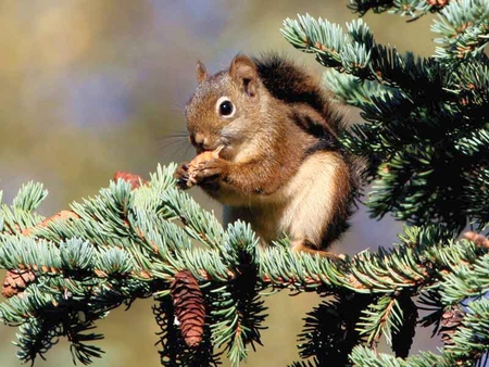 Squirrel on Tree - on tree, picture, squirrel, beautiful