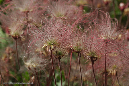 PRAIRY SMOKE - prairy, grass, smoke, plant