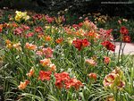 DAY LILY GARDEN