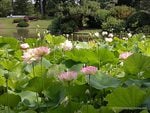 LOTUS POND