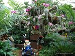 ORCHID SHOW