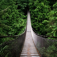 hanged_bridge_in_the_jungle-wide