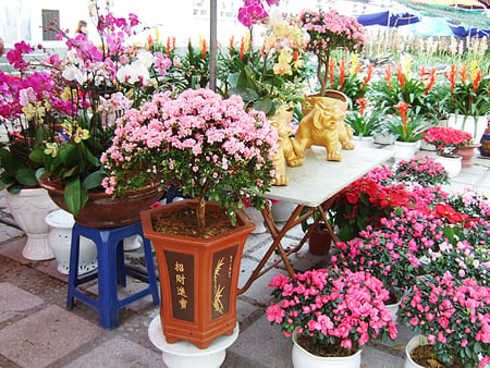 HANOI FLOWER SHOP - flowers, beautiful, colourful, pretty