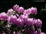 RHODODENDRON'S