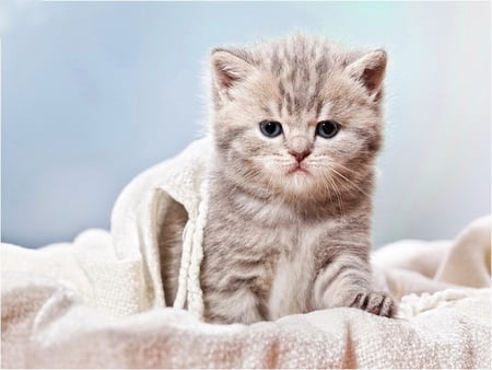 The sleeping time is over - fluffy, blanket, kitten, time, over, sleeping, cat, kitty