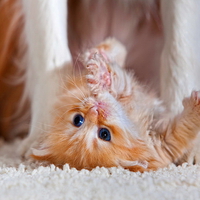 Playing near the dog's legs
