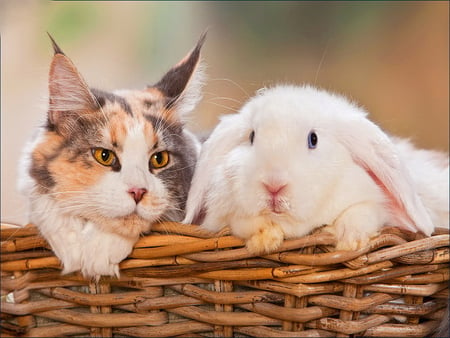 Always together - rabbit, always, together, bunny, sweet, cat, basket, kitten, cute, friends, adorable, kitty