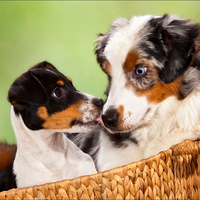 In basket with the big brother