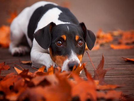 Devotion - dog, devotion, sweet, leaves, fall, autumn, red, cute, adorable, puppy