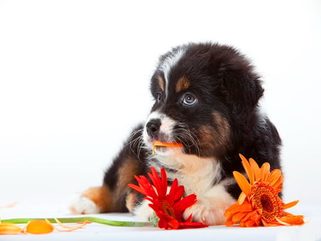 Flower for me? - pretty, dog, orange, sweet, flowers, gerberas, red, cute, adorable, puppy