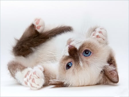 Play before sleep - cat, adorable, fluffy, kitty, playing, kitten, blue eyed, sleep, sweet, cute