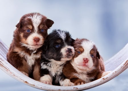 Three puppies in hammock