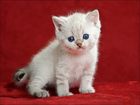 I am a little sad today - sadness, today, fluffy, cat, adorable, sad, kitty, kitten, red, sweet, cute, little