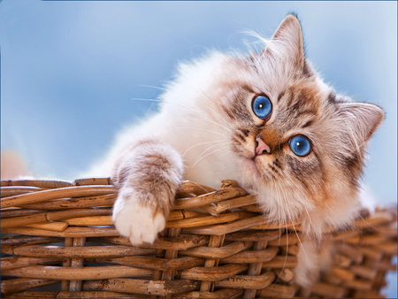 Cozy basket - fluffy, cat, adorable, kitty, colorful, basket, funny, kitten, blue eyed, cozy, sweet, cute