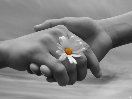 HANDS - photography, bw, daisy, duotone, friends, friendship, flower