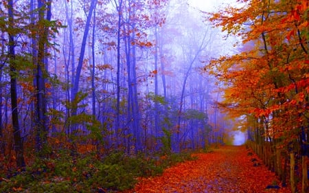 AUTUMN FOREST TRAIL - fog, autumn, forest, trail