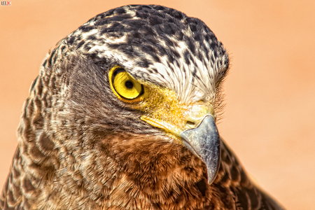 eagle - bird, eagle, nature, bird of prey, beak