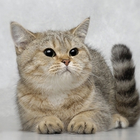 Kitty's Portrait 