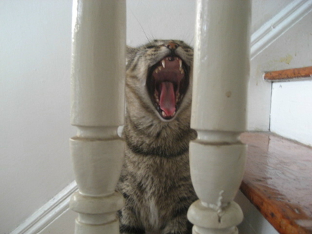 Bored - cat, closeup, funny, stairs