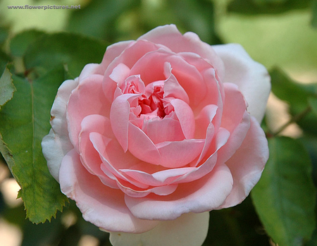 BEAUTIFUL ENGLISH ROSE - nature, beauty, rose, pink