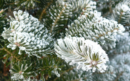 Frozen branches - ice, nature, branches, cool, snow, winter, tree, frozen