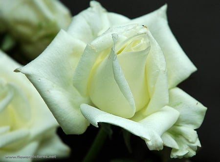 WHITE ROSE - white, beauty, pretty, stunning