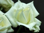 WHITE ROSE