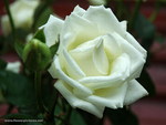 STUNNING WHITE ROSE