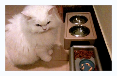 Cute cat - food, cute, lovely, cat