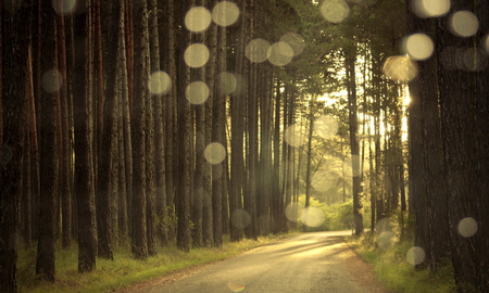 Beautiful Forest - sky, forest, beautiful, light, tree