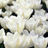 Beautiful and Lovely white Tulips..