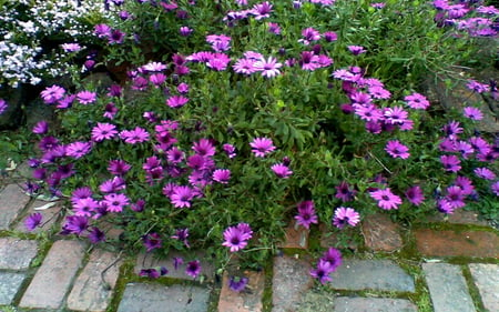 African daisy - bush, blue, garden, daisy, african