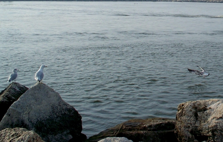 Lake Michigan - sea gulls, lake, michigan, water, boulder, rocks, birds