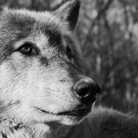 Wolf Stare