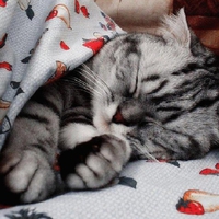 Sleepy cat.