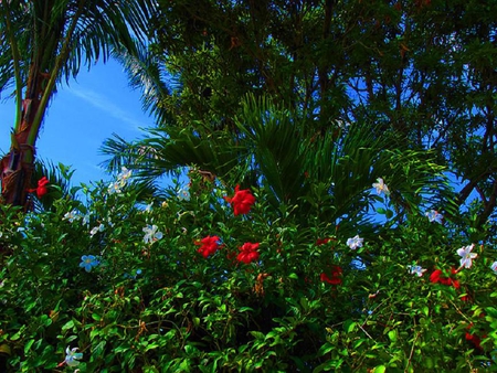 A Touch of Colour - greenery, trees, palms, blue, flowers, white, red, hibiscus, sky