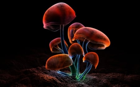 FLUORESCENCE COLORS - fluorescence, mushrooms, stems, colors, caps