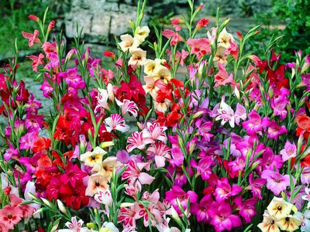 SPRING GLADS - colorful, bulb, spring, bouquet