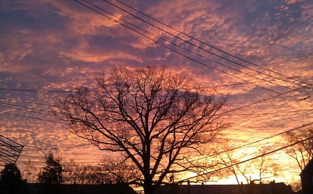 Beautiful sun rise - sky, trees, morning, sun