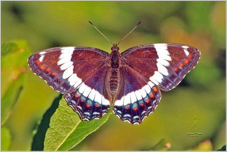 White Admiral Butterfly - butterfly, pretty, insect, white admiral